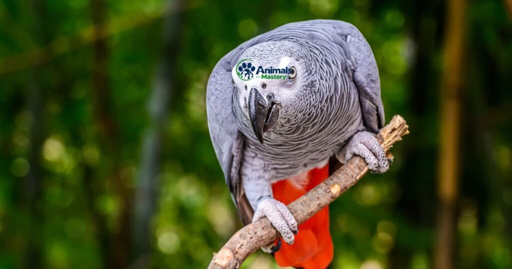 African Grey Parrot