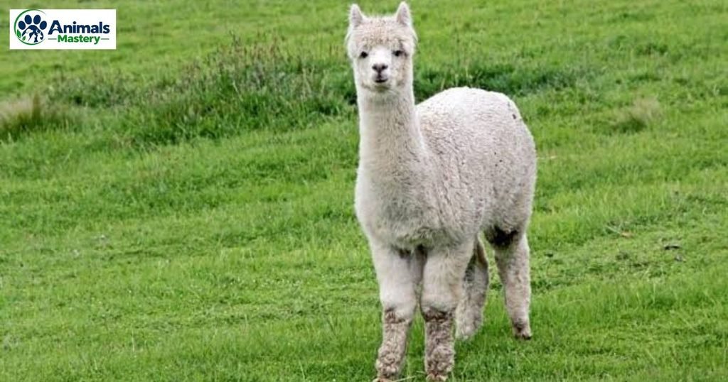 Alpaca