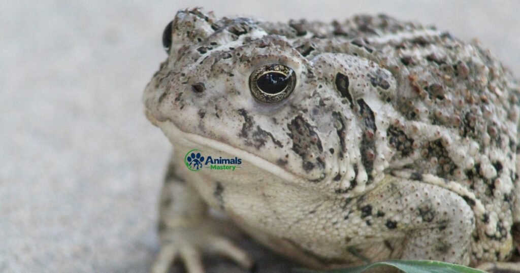 American Toad