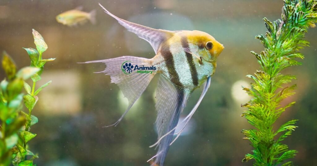 Angelfish (Freshwater Angelfish)