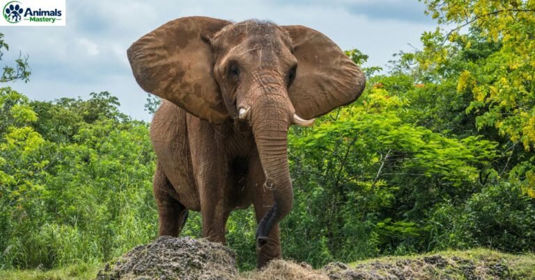 Animals That Start With E