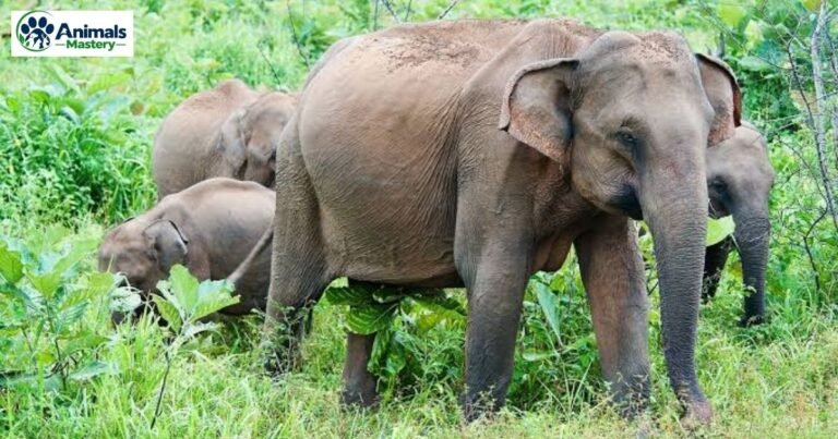 Animals With 8 Letters
