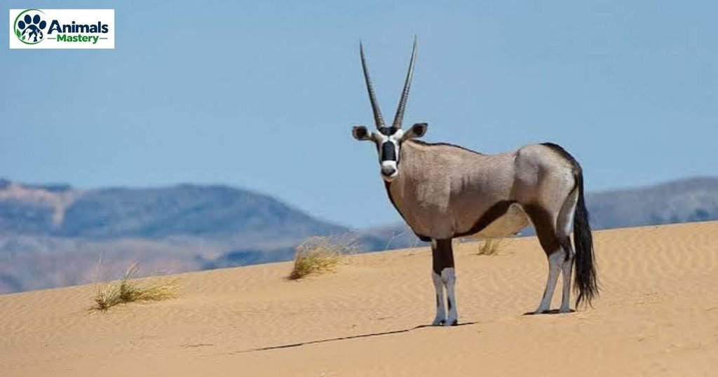 Antelope