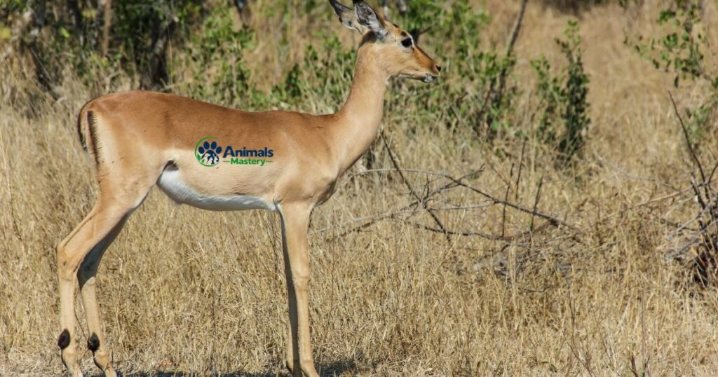 Antelope (Impala)