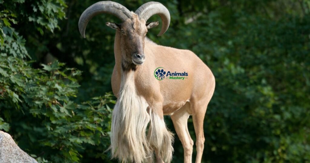 Aoudad Sheep (Barbary Sheep)