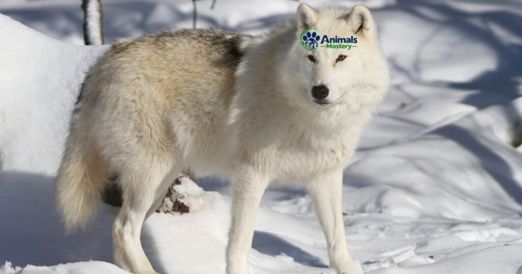 Arctic Wolf