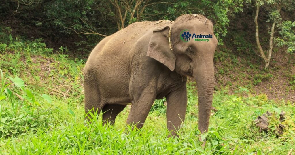 Asian Elephant