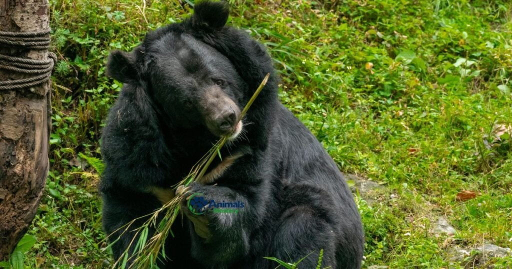 Asiatic Black Bear