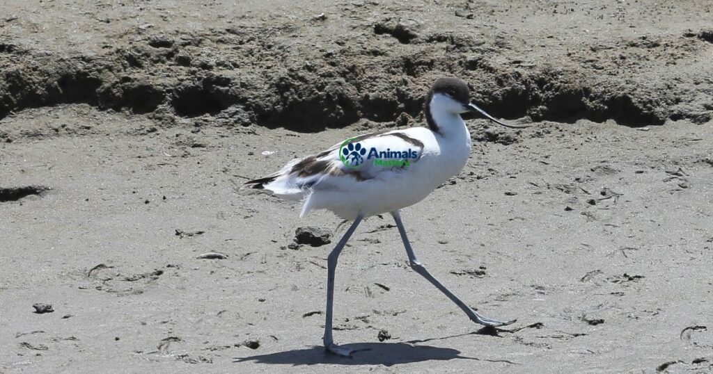 Avocet (Pied Avocet)