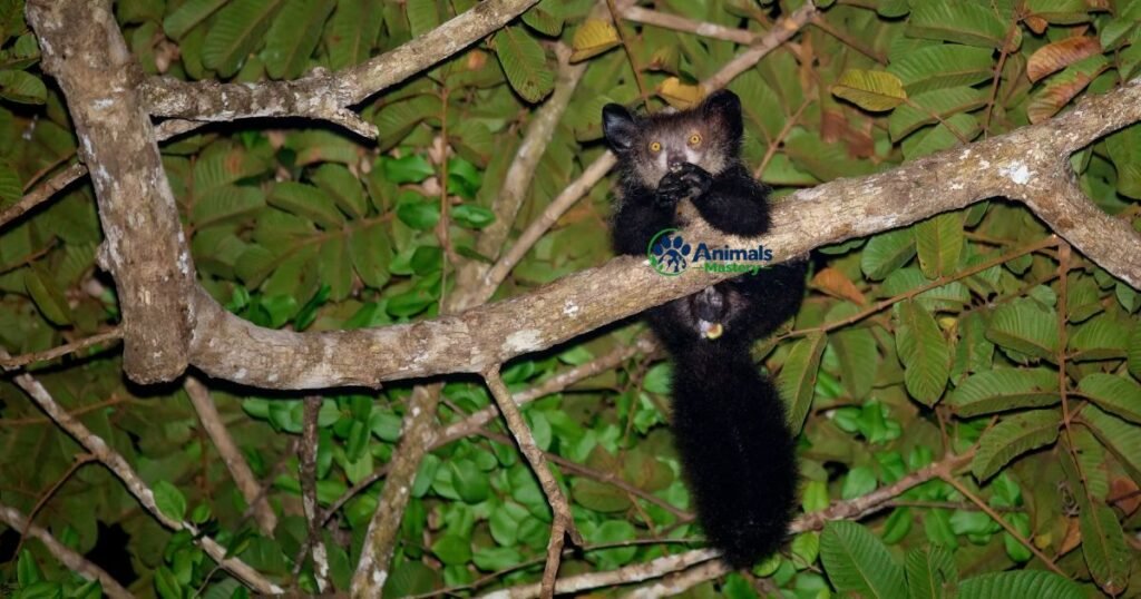 Aye-aye