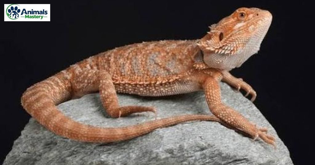 Bearded dragon