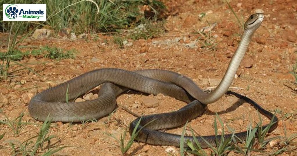 Black mamba
