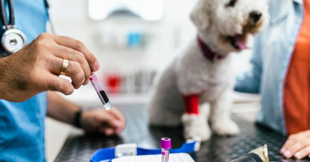Blood-based screening for Dogs