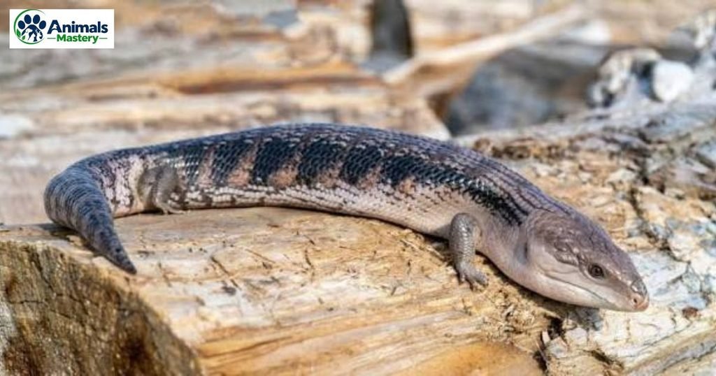 Blue tongued skink