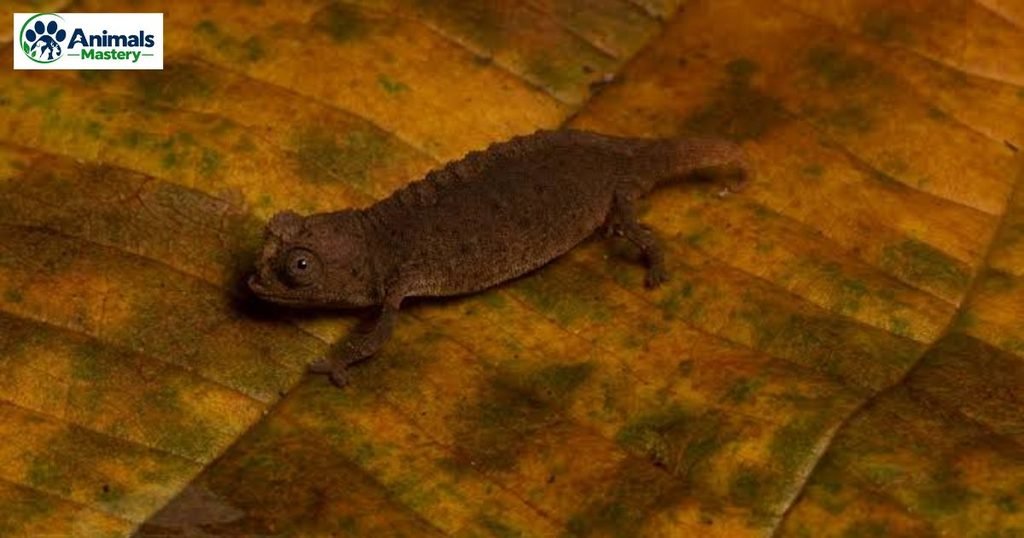 Brookesia Micra Chameleon