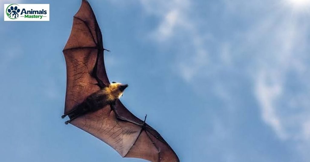 Brown bat