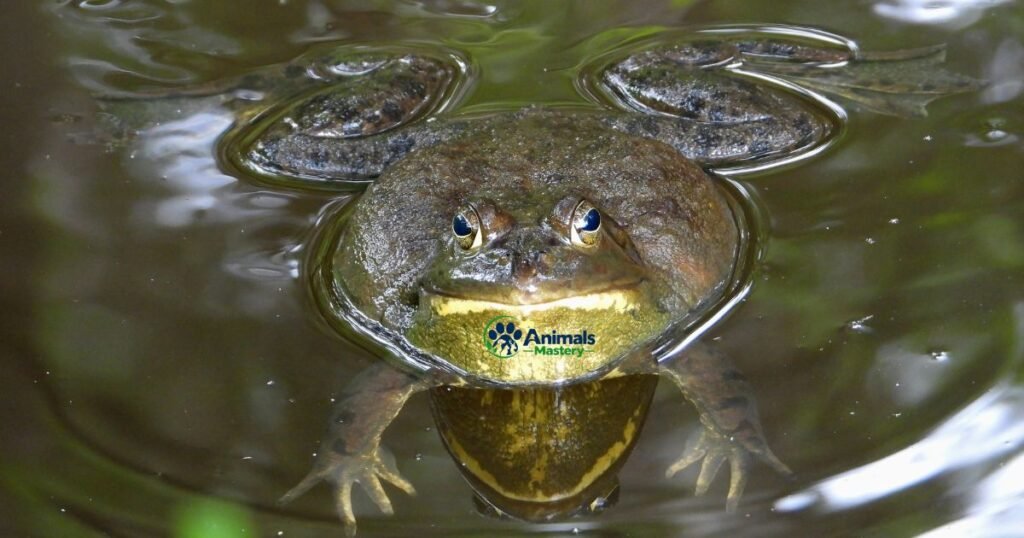 Bullfrog