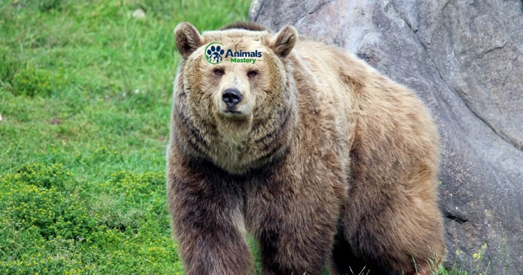 California Grizzly Bear
