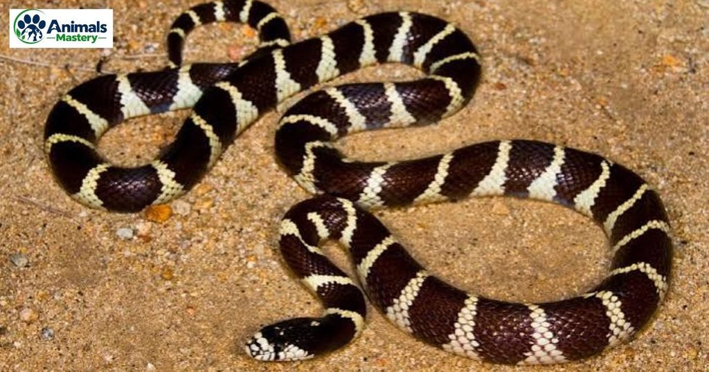 California kingsnake