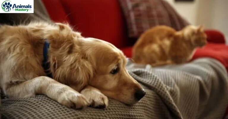 Cancer Screening for Dogs