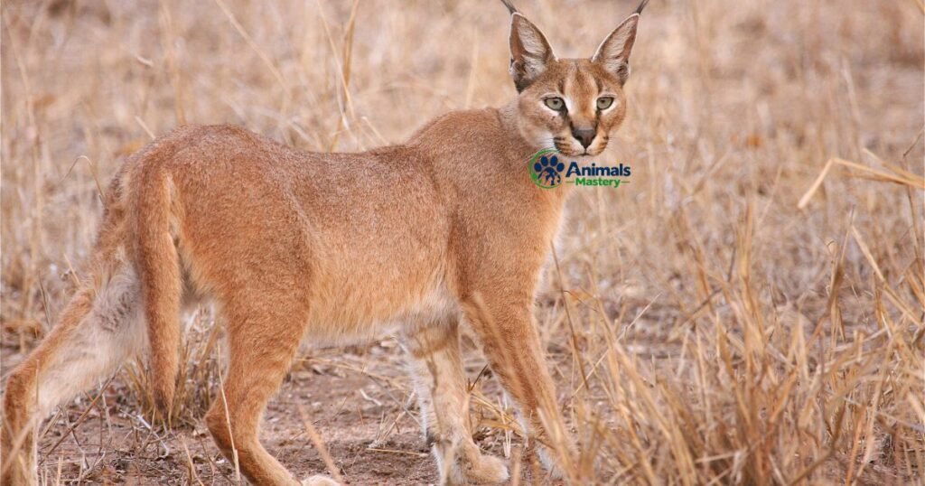Caracal