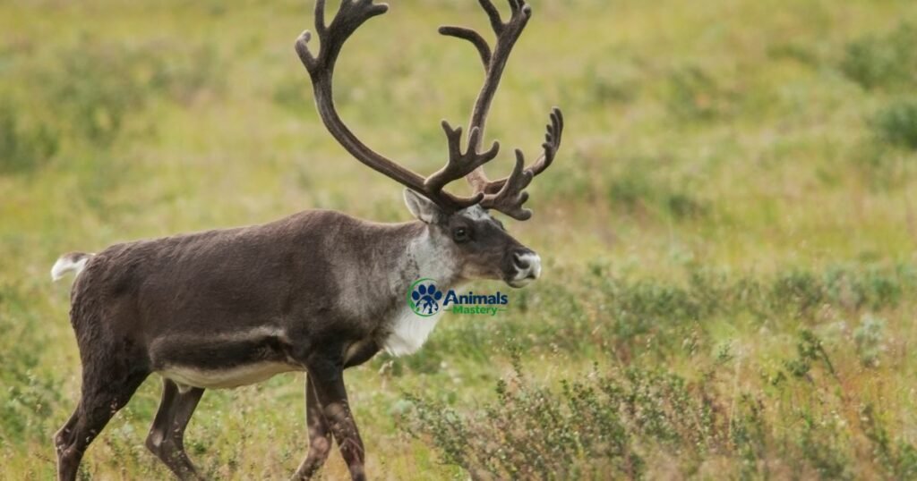 Caribou