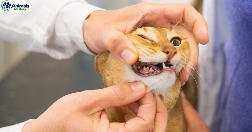 Cat Dental Exam