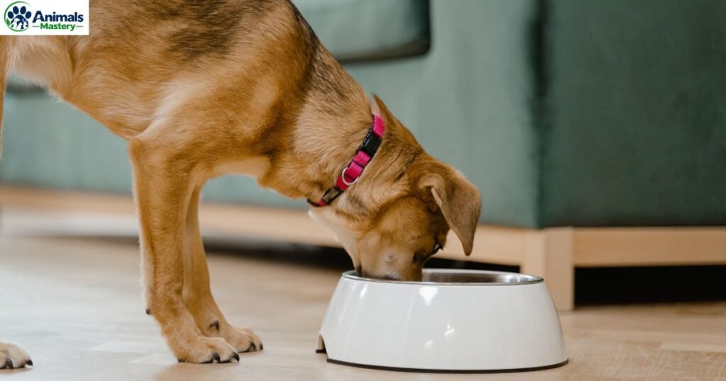 Itchy Skin in Dogs