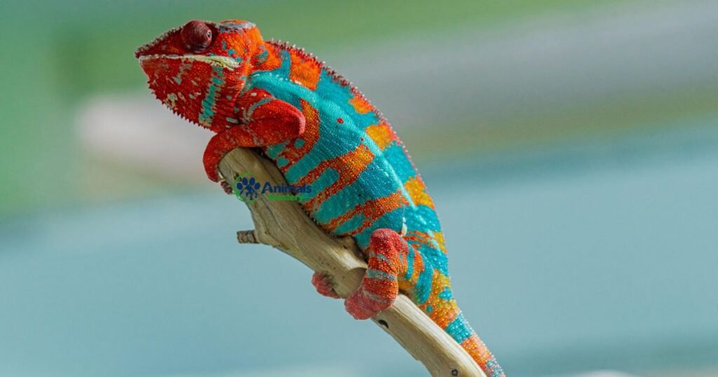 Chameleon-Animals That Start With C