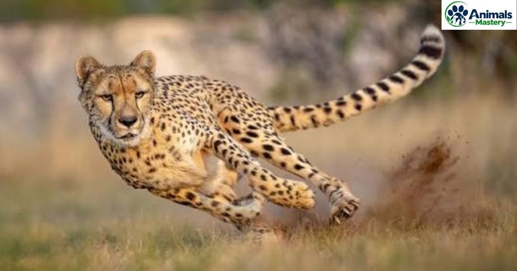 Cheetah