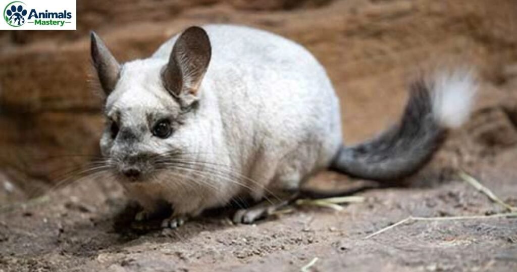 Chinchilla
