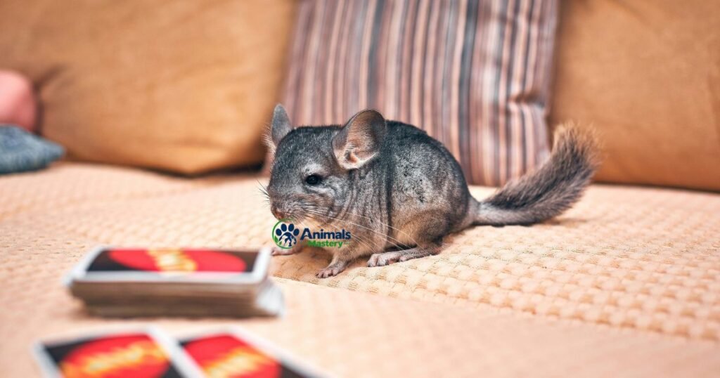 Chinchilla-Animals That Start With C