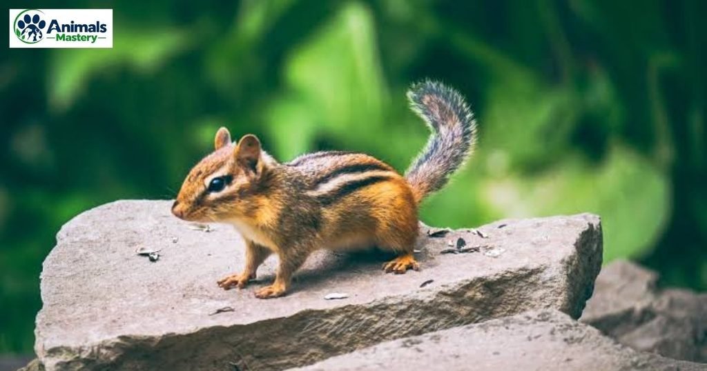 Chipmunk