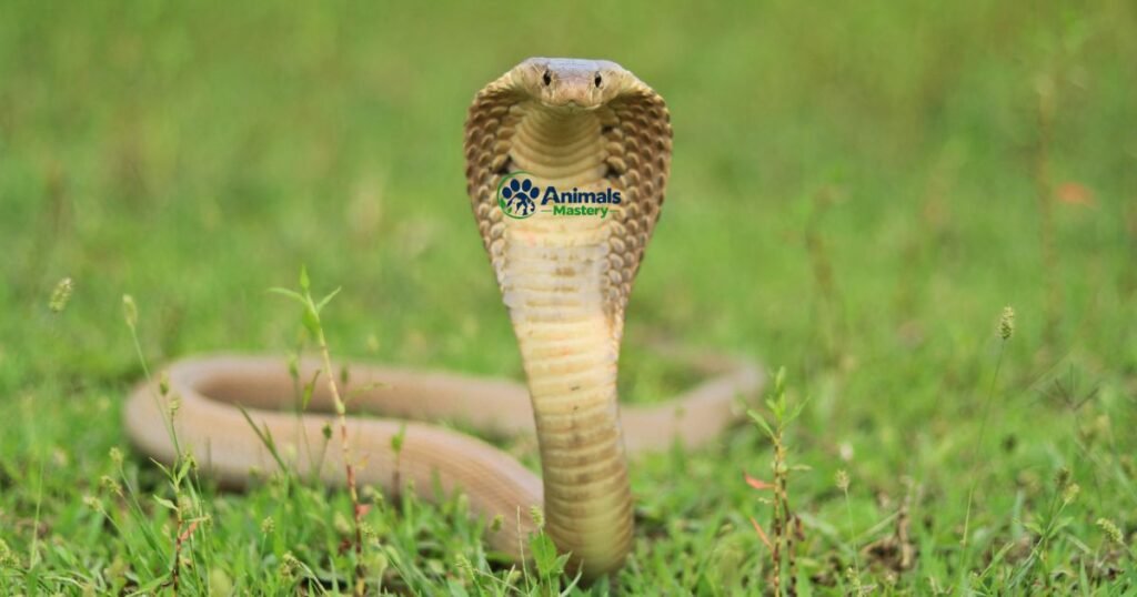 Cobra-Animals That Start With C