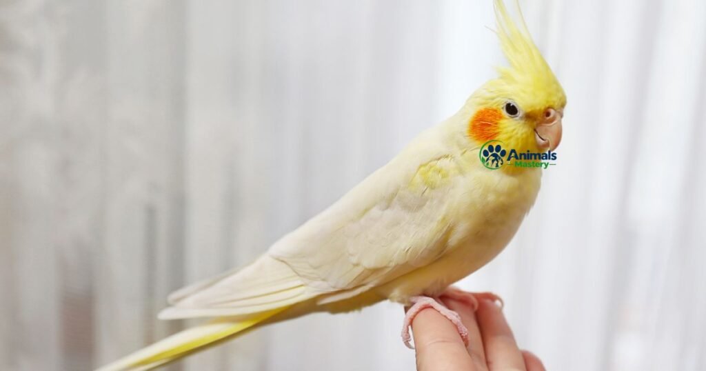 Cockatiel-Animals That Start With C