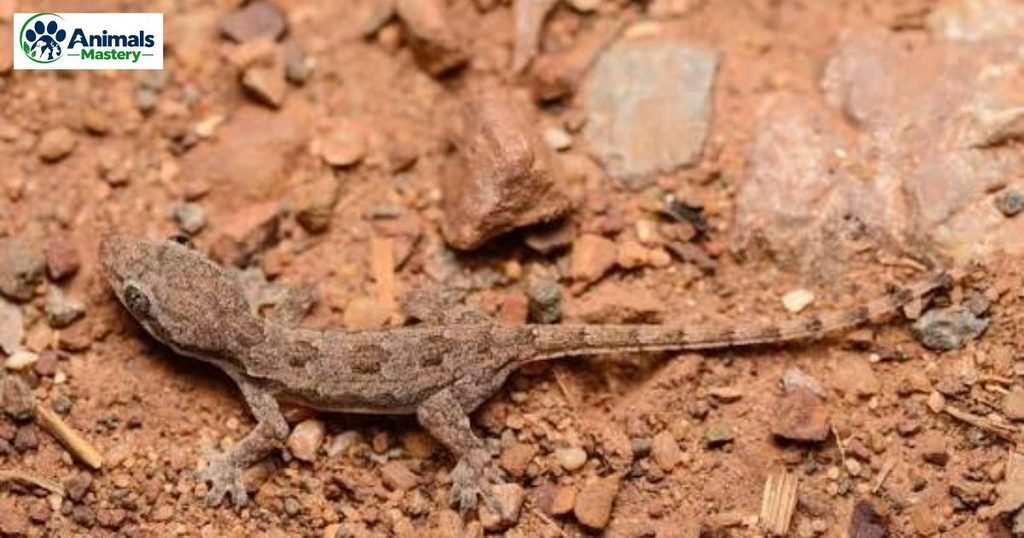 Common House Gecko