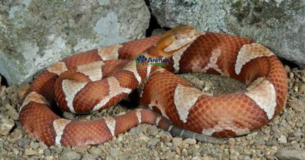 Copperhead