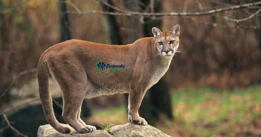 Cougar