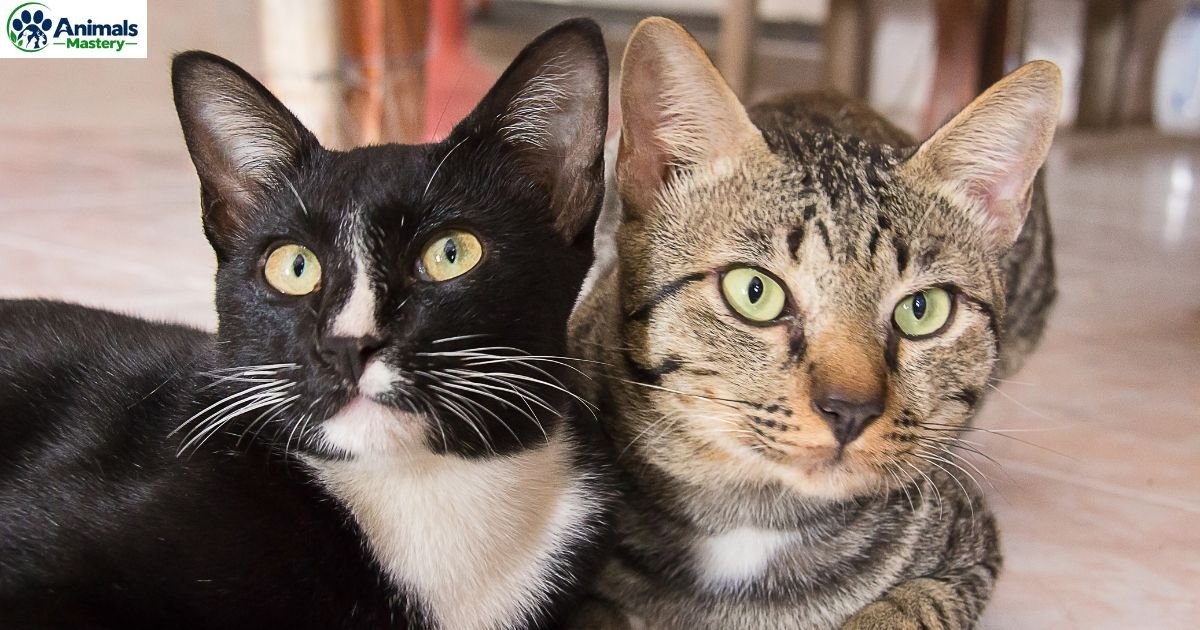 Dental Disease in Cats