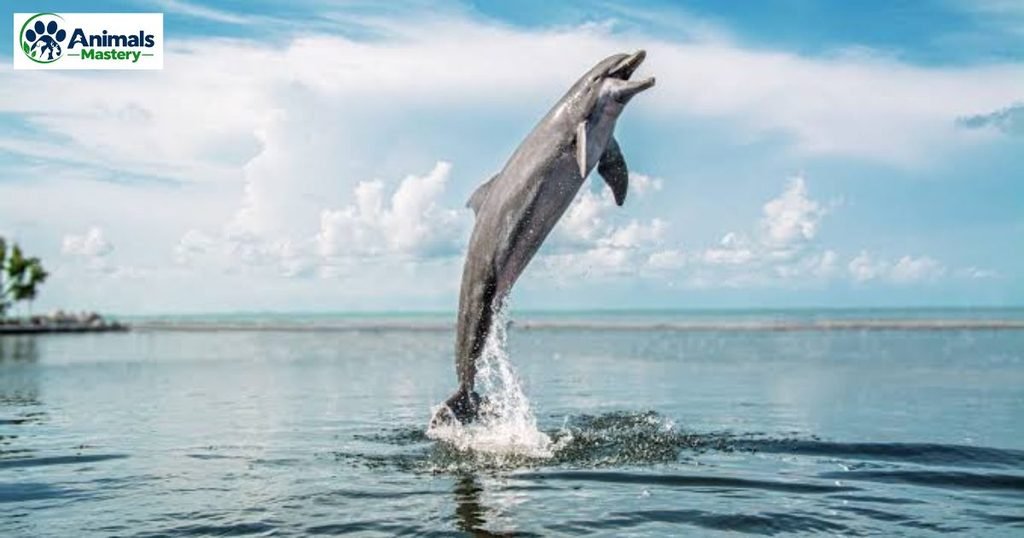 Dolphin