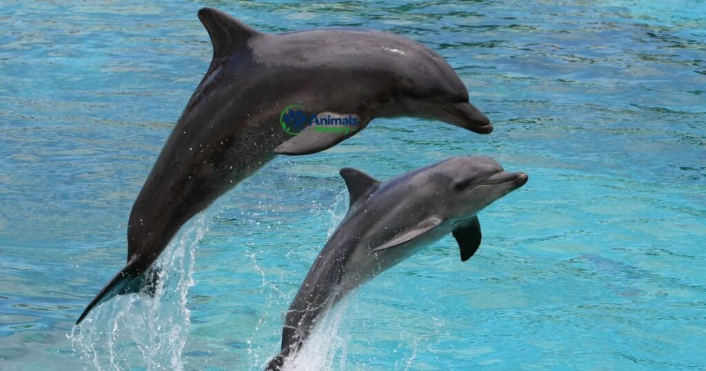 Dolphins-Viviparous Animals