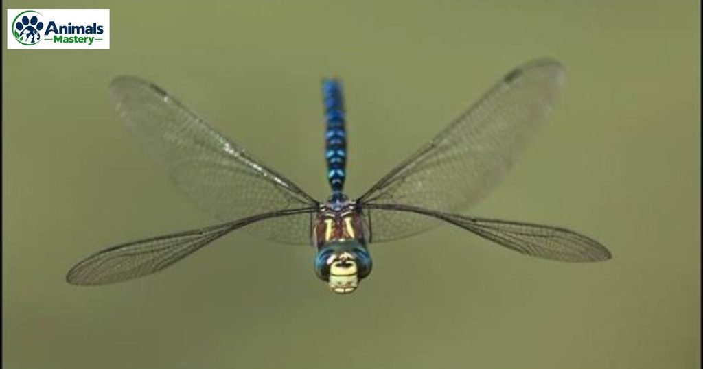 Dragonfly