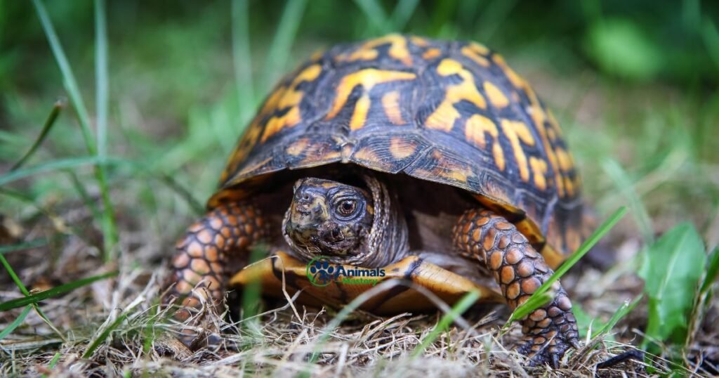 Eastern Box Turtle