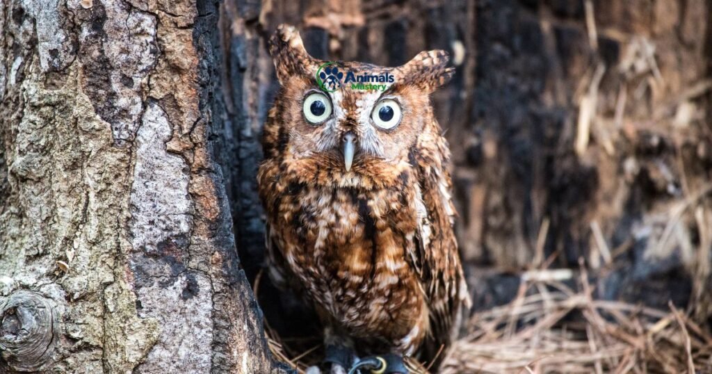 Eastern Screech Owl