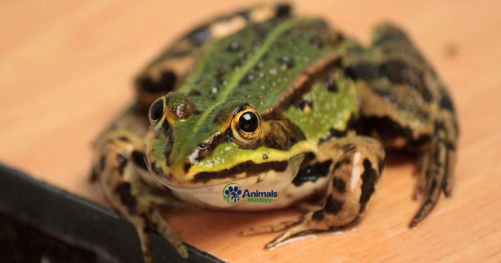 Edible Frog