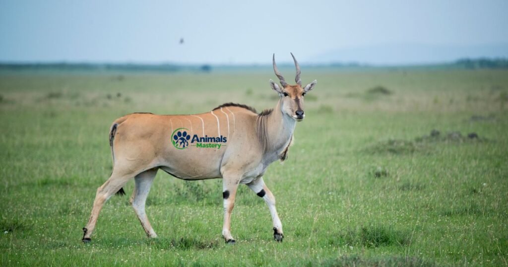 Eland