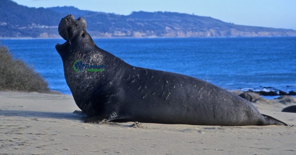 Elephant Seal-Animals That Start With E