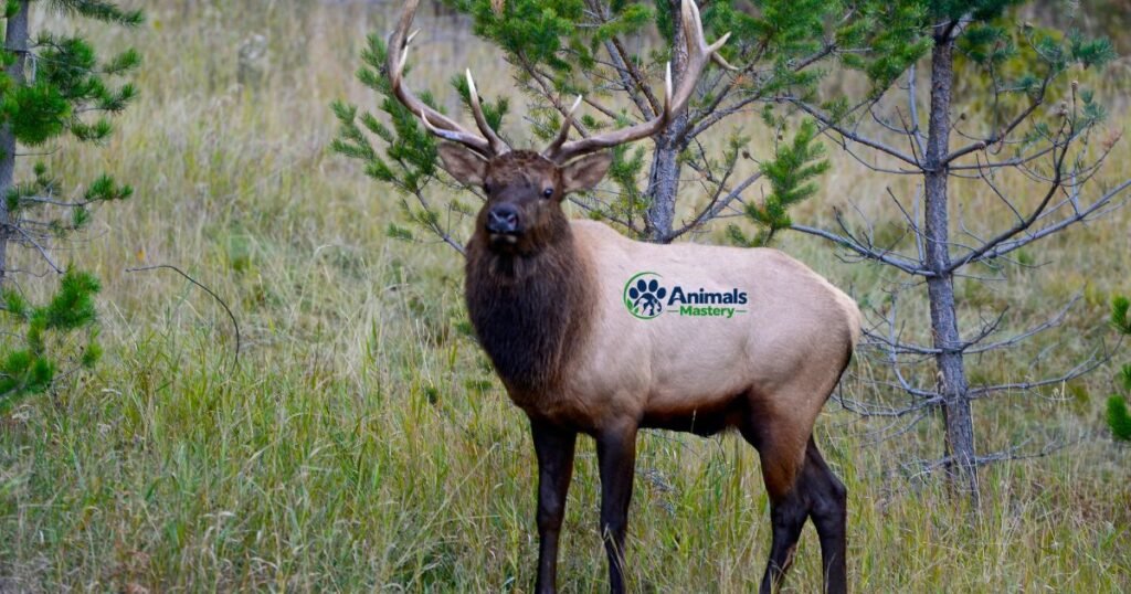 Elk-Animals That Start With E