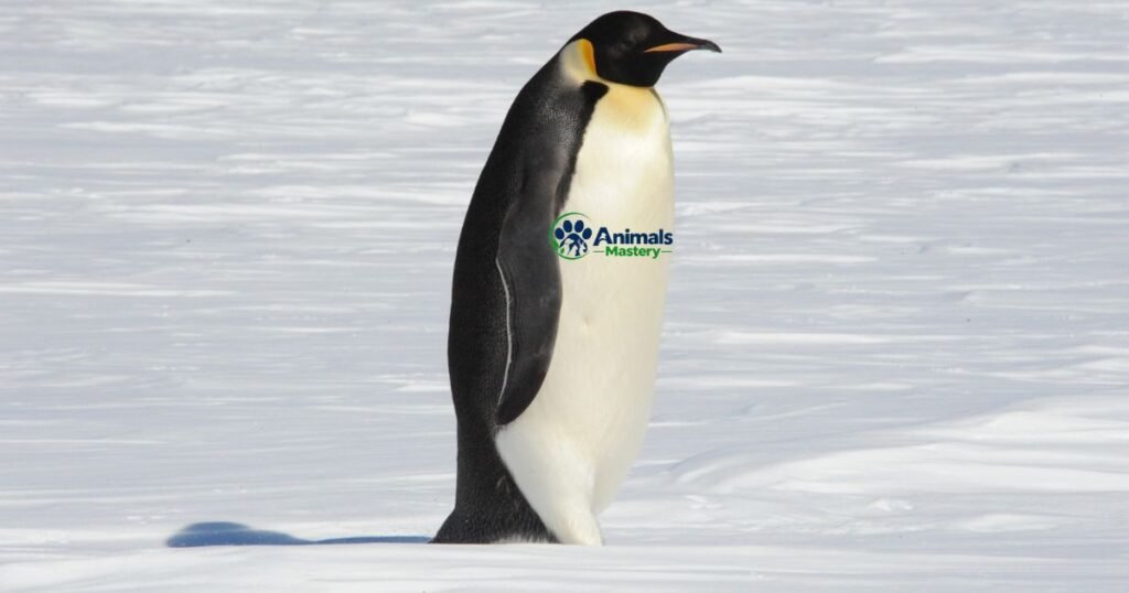 Emperor Penguin