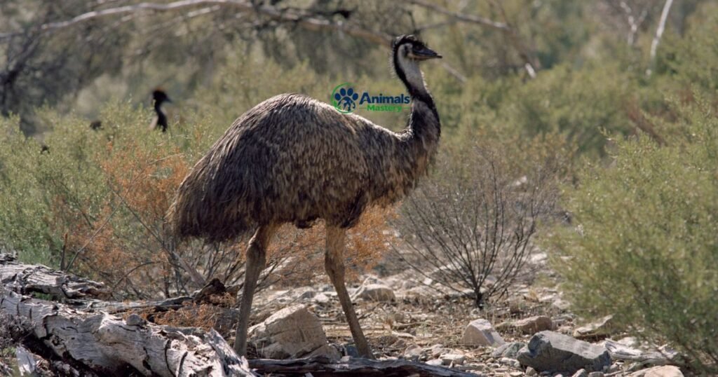 Emu-Animals That Start With E